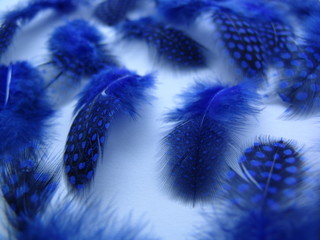 bird, abstract, blue, background, feather, animal, pattern, color, fluffy, isolated, soft, detail,...
