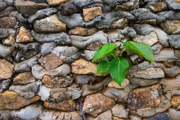 small plant on the rock wall