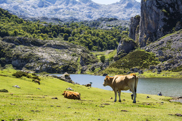 Cow in a meadow in Covadonga National Park