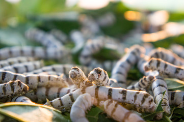 Worm larvae that eat mulberry leaves and pods as a pupa in the cocoon woven fabric manufacturing in Thailand..