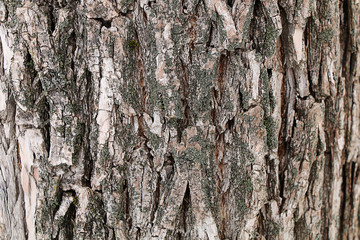 The texture of tree bark.