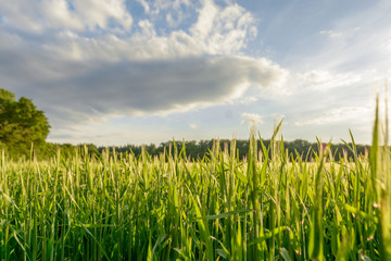 Field with green grass