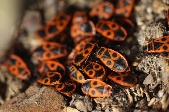 Gendarme (Pyrrhocoris apterus)
