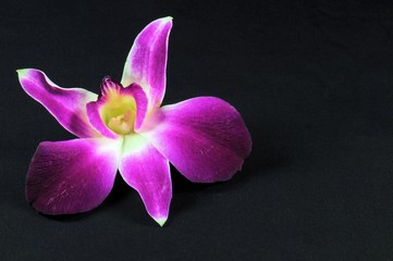 Purple orchid on black background. Selective focus.
