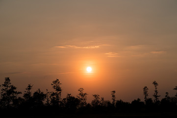 Fototapeta premium Beautiful trees silhouette at sunset - twilight sky on the jungle.