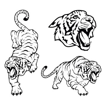 Tiger set, isolated on white background, illustration, suitable as logo or team mascot