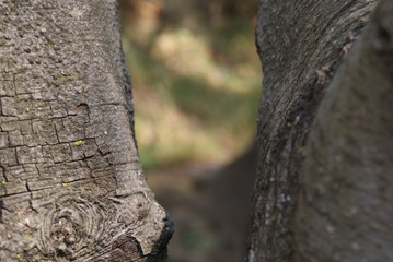 Close up between trunks