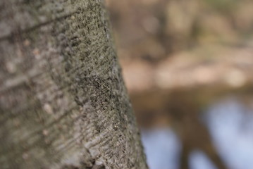 Close up trunk