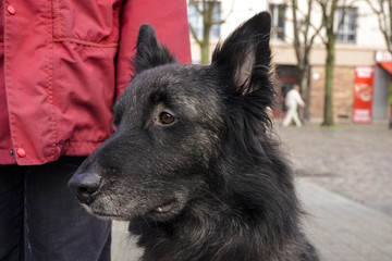 Chien, race Berger belge, Canis lupus familiaris