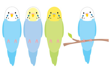 インコのイラスト（セキセイインコ）
