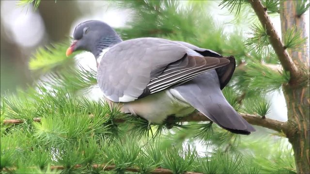 dove close up sitting on branch, Wood pigeon
