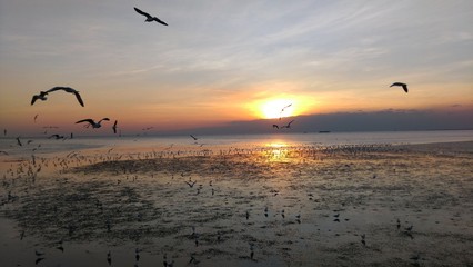 Seagulls and the sunset