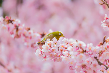The Japanese White eye.The background is winter cherry blossoms. Located in Tokyo Prefecture Japan.