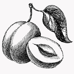 The plum and half of plun and leaf. Fruit vintage vector drawing isolated