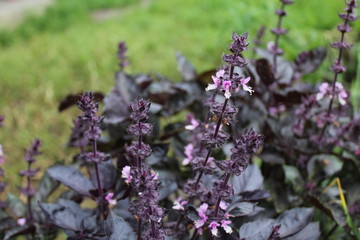 Violet bush of basil in the garden 20393
