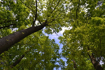 sea,beach,Crimea,Sudak,fortress,castle,Genoese fortress,Ukraine,mountains,cliffs,rocks, sea,sky,blue sky,sun,sea, stones,waves,spray,water,cat,gray cat,cat,smoothie,drink,glass,cherry,cocktail,Seagull