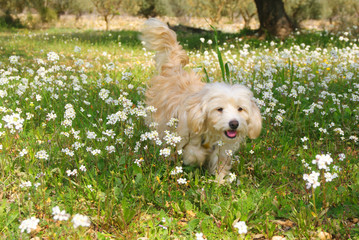 happy dog