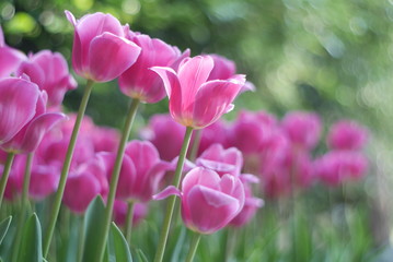 Obraz premium Tulip
