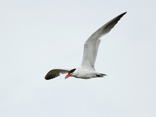 Caspian tern (Hydroprogne caspia)