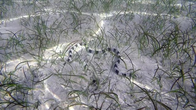 Banded sea krait swim underwater in Fiji