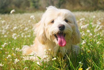 happy dog maltese