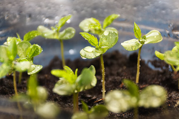 Plants in nursery tray.