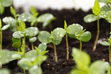 Plants in nursery tray.