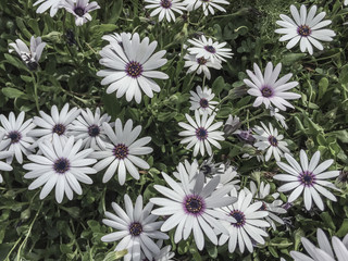 white flowers as a background