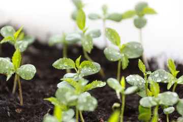 Plants in nursery tray.