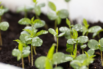 Plants in nursery tray.
