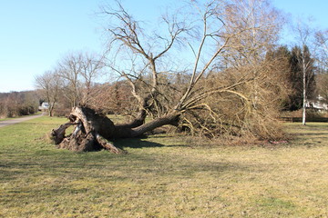 Sturmschaden