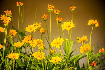 Obraz premium Mediterranean flowers