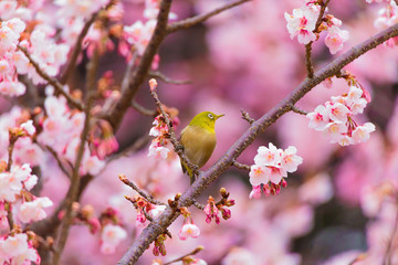 The Japanese White eye.The background is winter cherry blossoms. Located in Tokyo Prefecture Japan.