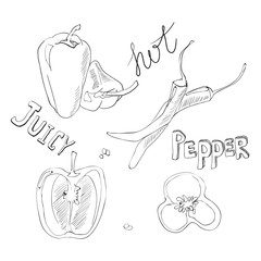 Sweet and hot peppers. Set of hand drawn vegetables. Vector illustration with sketch products.