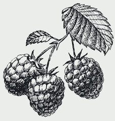 The raspberries on the branch with leaf. Berries vintage vector drawing isolated