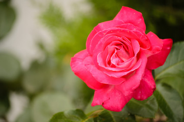 purple roses