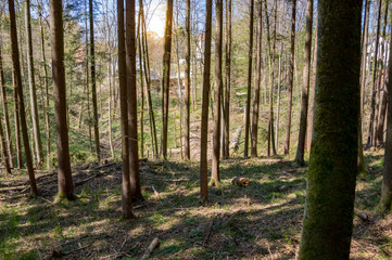 Wald im Frühjahr
