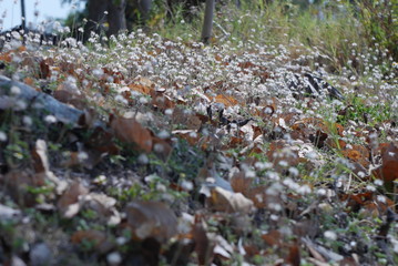 Beautiful grass