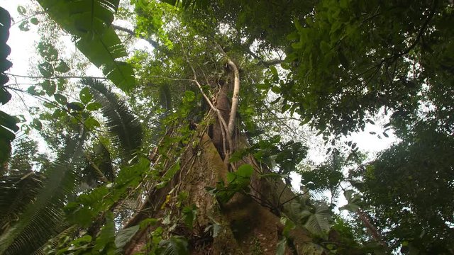 Kapok Tree - Amazon - Pan 2
Amazon Rainforest