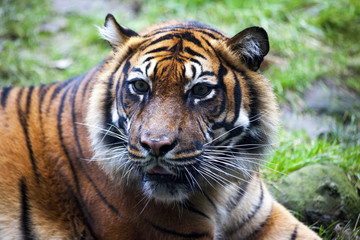 Muzzle Tiger closeup Tiger lying down and looking to the forest. Large fangs jaws large, bright coat color.