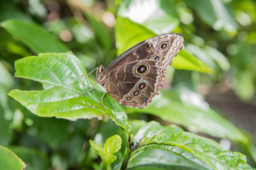 An owl butterfly (Caligo) with prominent spotting on the wings sitting on a leaf resting.