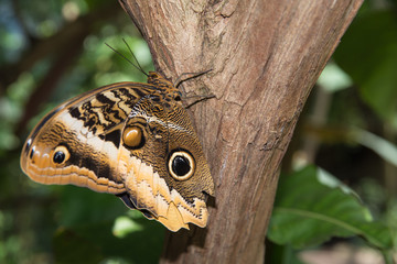 A forest giant owl, owl butterfly (Caligo eurilochus) resting on a tree trunk.