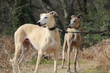 Nel bosco
