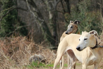 La domenica per boschi