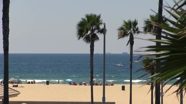 Pacific beach with palm trees and wavy ocean background on a sunny day 