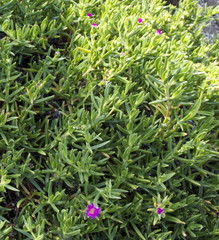 carpobrotus acinaciformis o unghia di strega