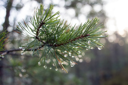Tallkvist i n&auml;rbild en regnig dag