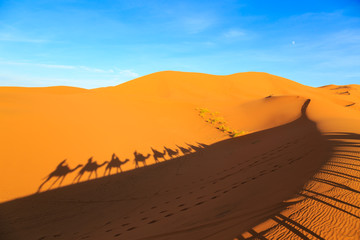 Shadow of a caravan of camels with tourist in the desert at sunset
