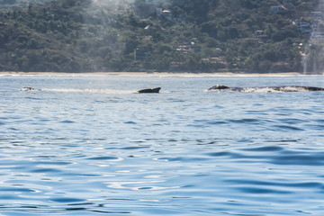 Obraz premium Humpback Whales