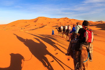 Caravan of camels with tourist in the desert at sunset
